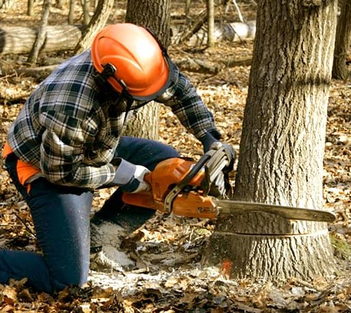 Tree Removal in Orange, TX